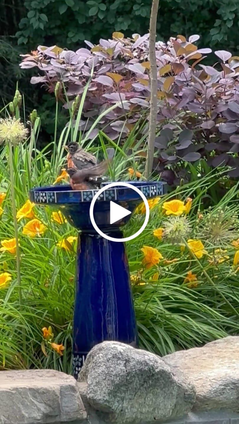 Customer video review of Cobalt Bloom Solar Birdbath