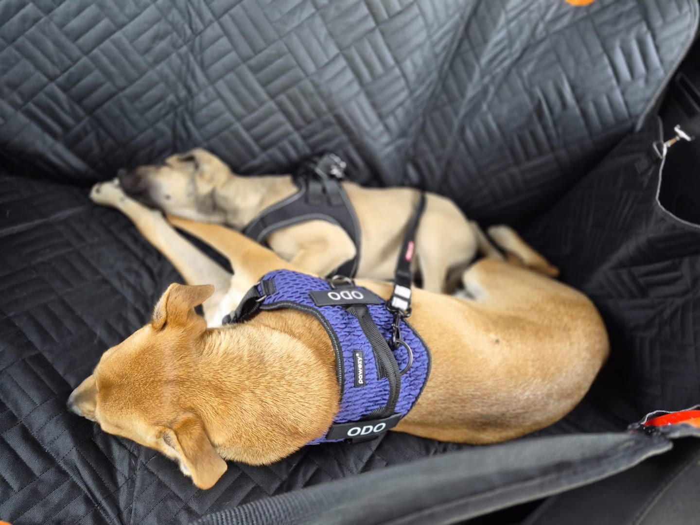 Customer photo review of Companion&Co™ Hard Bottom Car Seat Cover