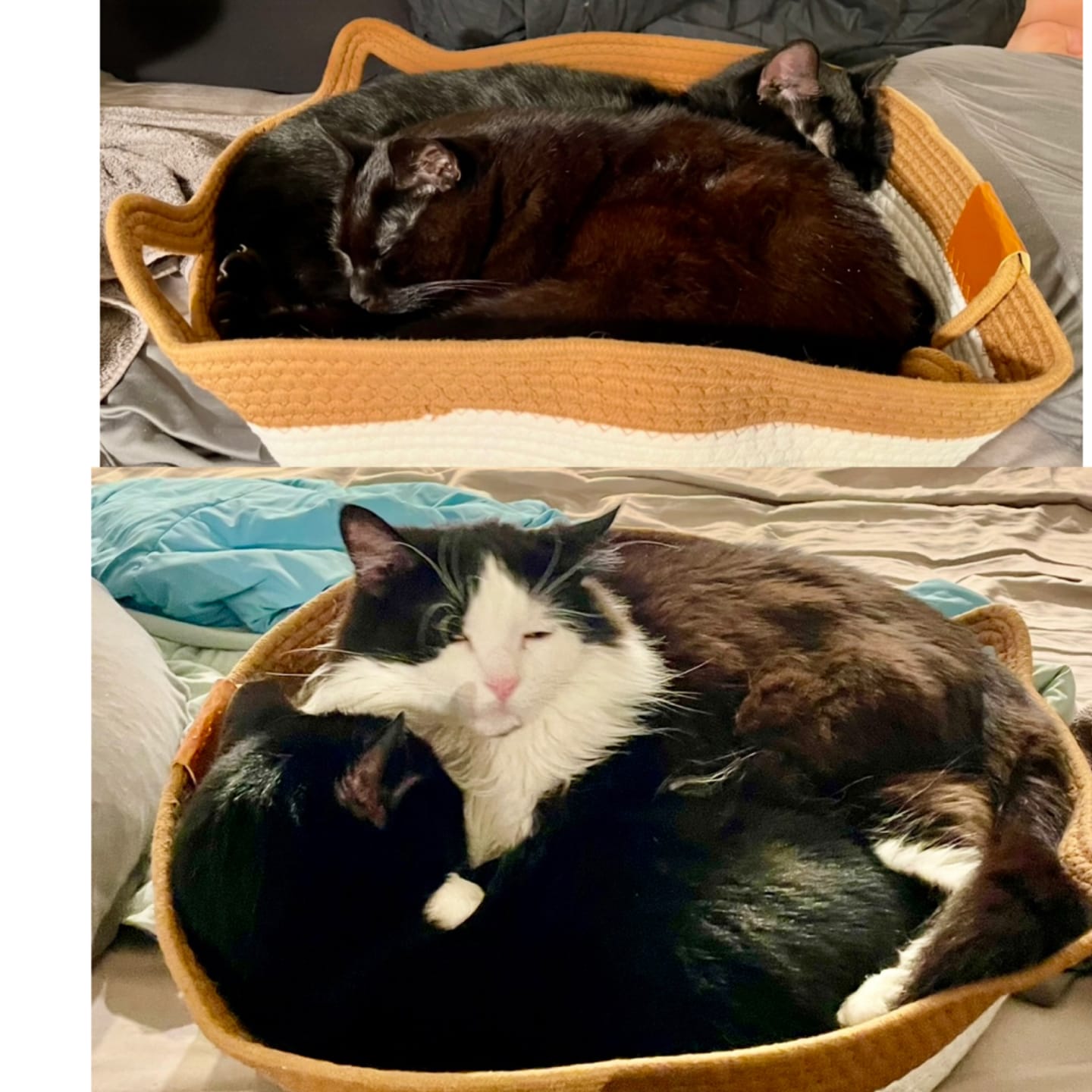 Customer photo review of Instinct Mat | The Scratching Mat Her Biology Actually Recognizes (NEW)