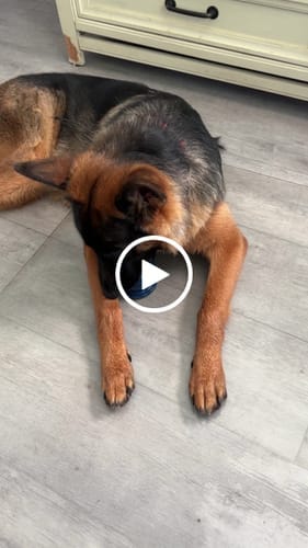 Customer photo review of Freezball - Durable Fillable Dog Chew Bone
