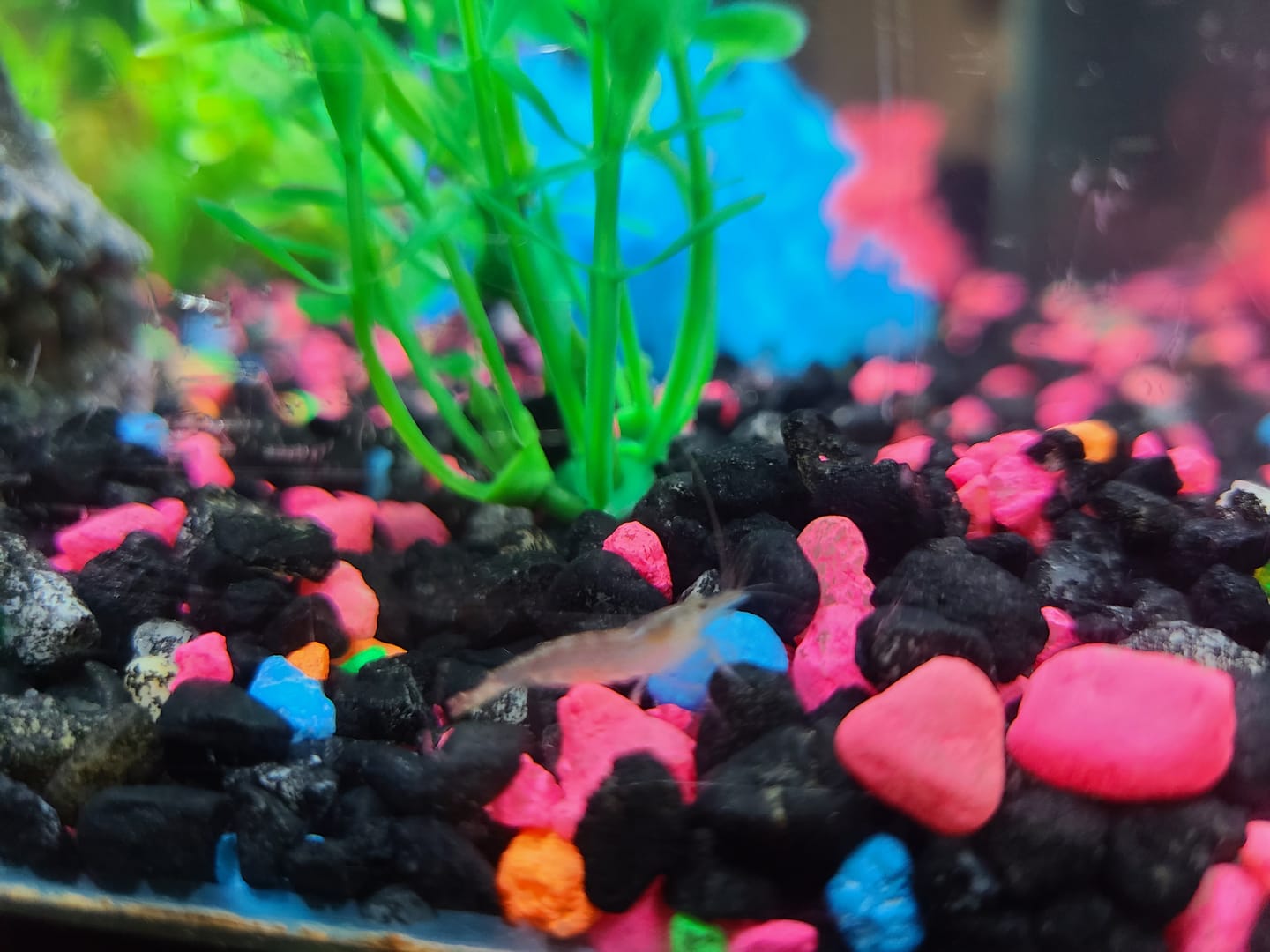 Customer photo review of Amano Shrimp