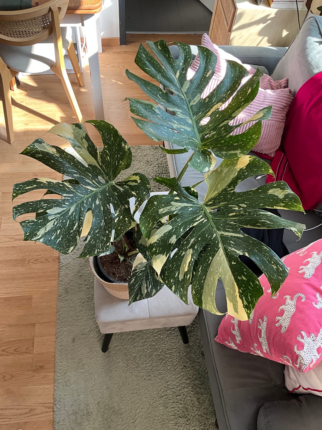 Customer photo review of Monstera Thai Constellation