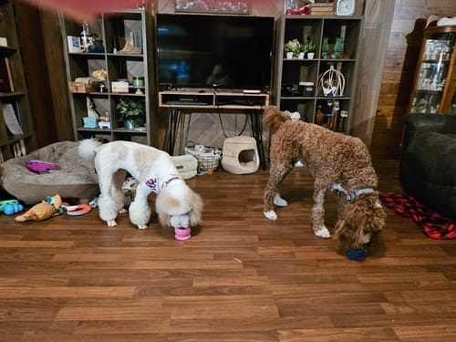 Customer photo review of Freezball - Durable Fillable Dog Chew Bone