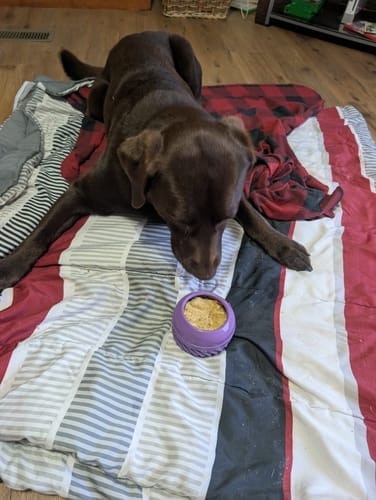 Customer photo review of FreezJumbo™ – Our Biggest & Toughest Enrichment Toy Ever
