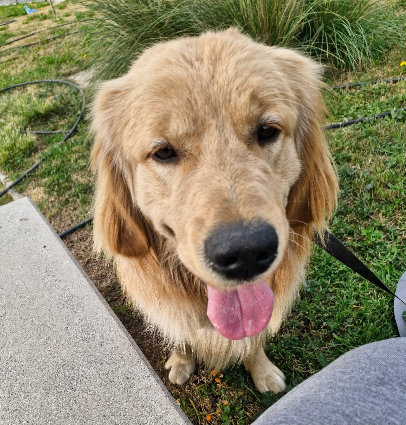 Customer photo review of PetFamily Foods Cachorros