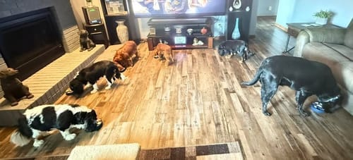 Customer photo review of FreezWheel - Durable Interactive Chew