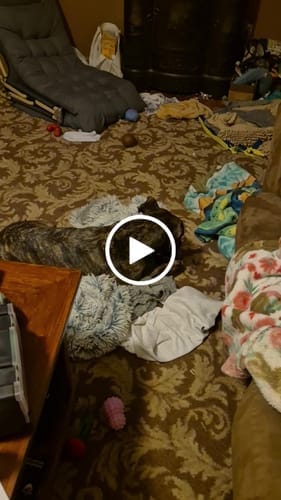 Customer photo review of FreezJumbo™ – Our Biggest & Toughest Enrichment Toy Ever