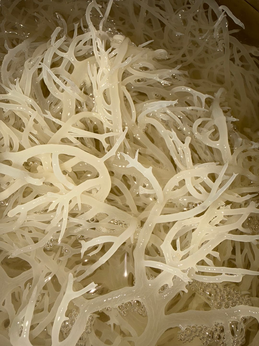 Customer photo review of Raw Wildcrafted Sea Moss 4oz