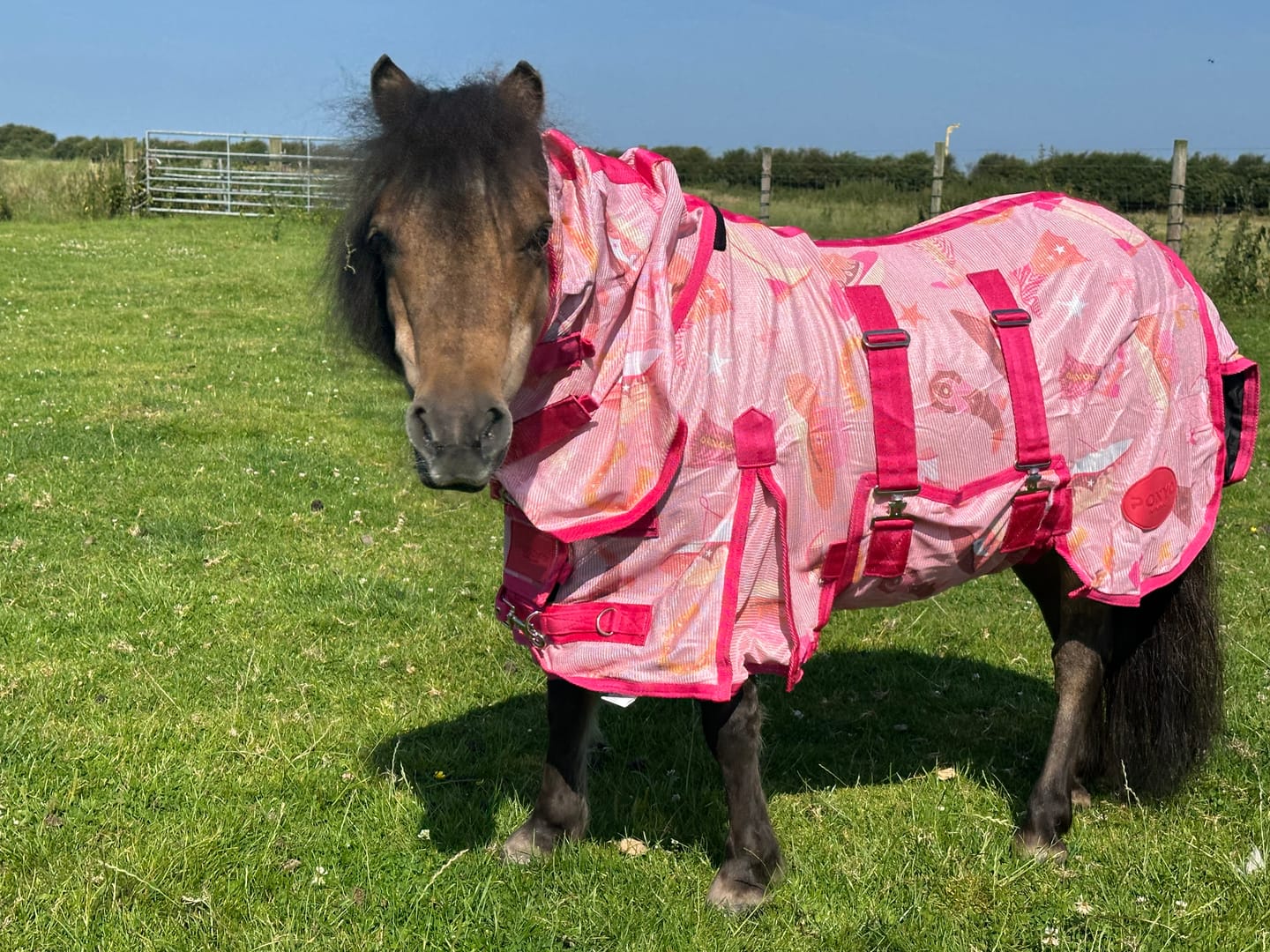 Customer photo review of NEW Country Star Fly Rug