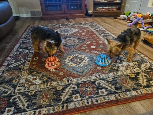 Customer photo review of FreezLava Heavy-Duty Enrichment Chew
