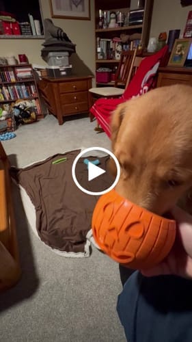 Customer photo review of FreezPumpkin Limited Halloween Edition Dog Toy
