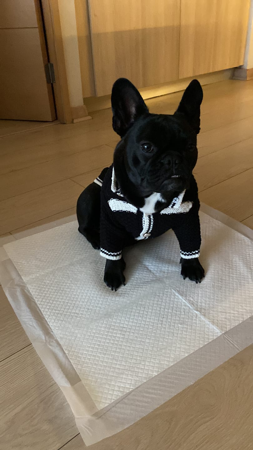 Customer photo review of Chaleco Tejido para Perros París