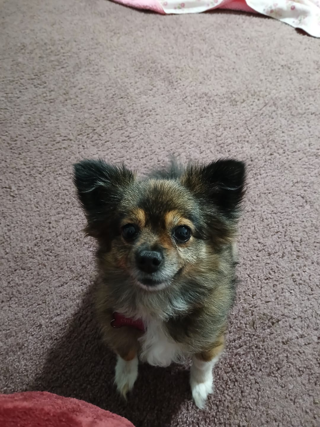 Customer photo review of Dog Kennel Cough & Respiratory Support Remedy