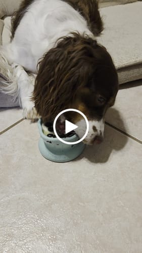 Customer photo review of Freezflower Cup -  Frozen Treat Cup for Calm, Happy Dogs