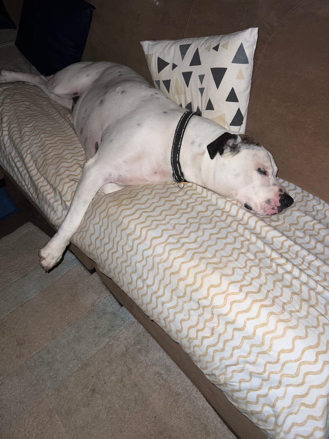 Customer photo review of Digestive K9 Powder