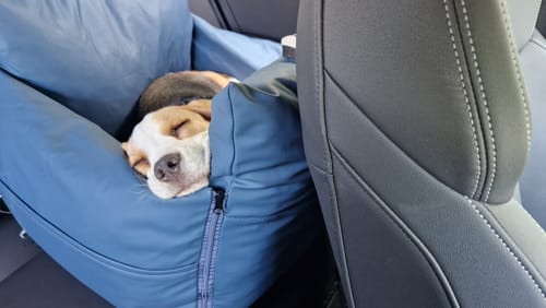 A customer's dog sleeping soundly in the blue Dog Dock V2, installed in the back seat of a car.
