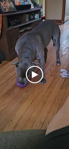 Customer photo review of Freezstick - Indestructible Enrichment Chew