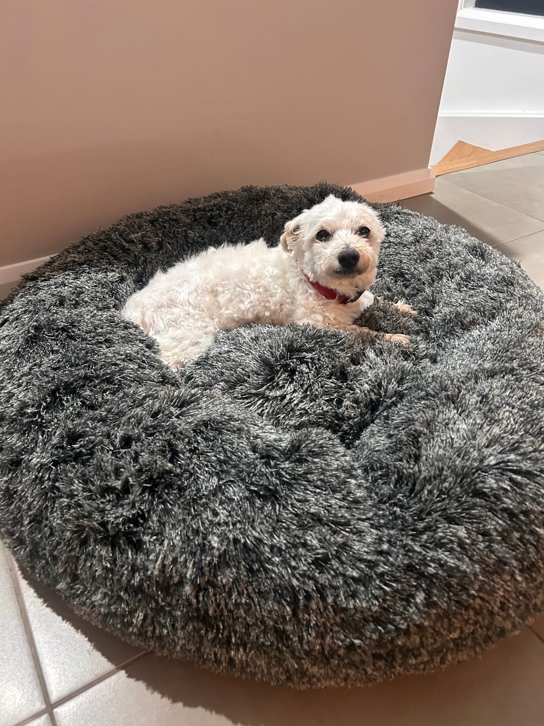Customer photo review of Premium Calming Pet Bed with Removable Cover