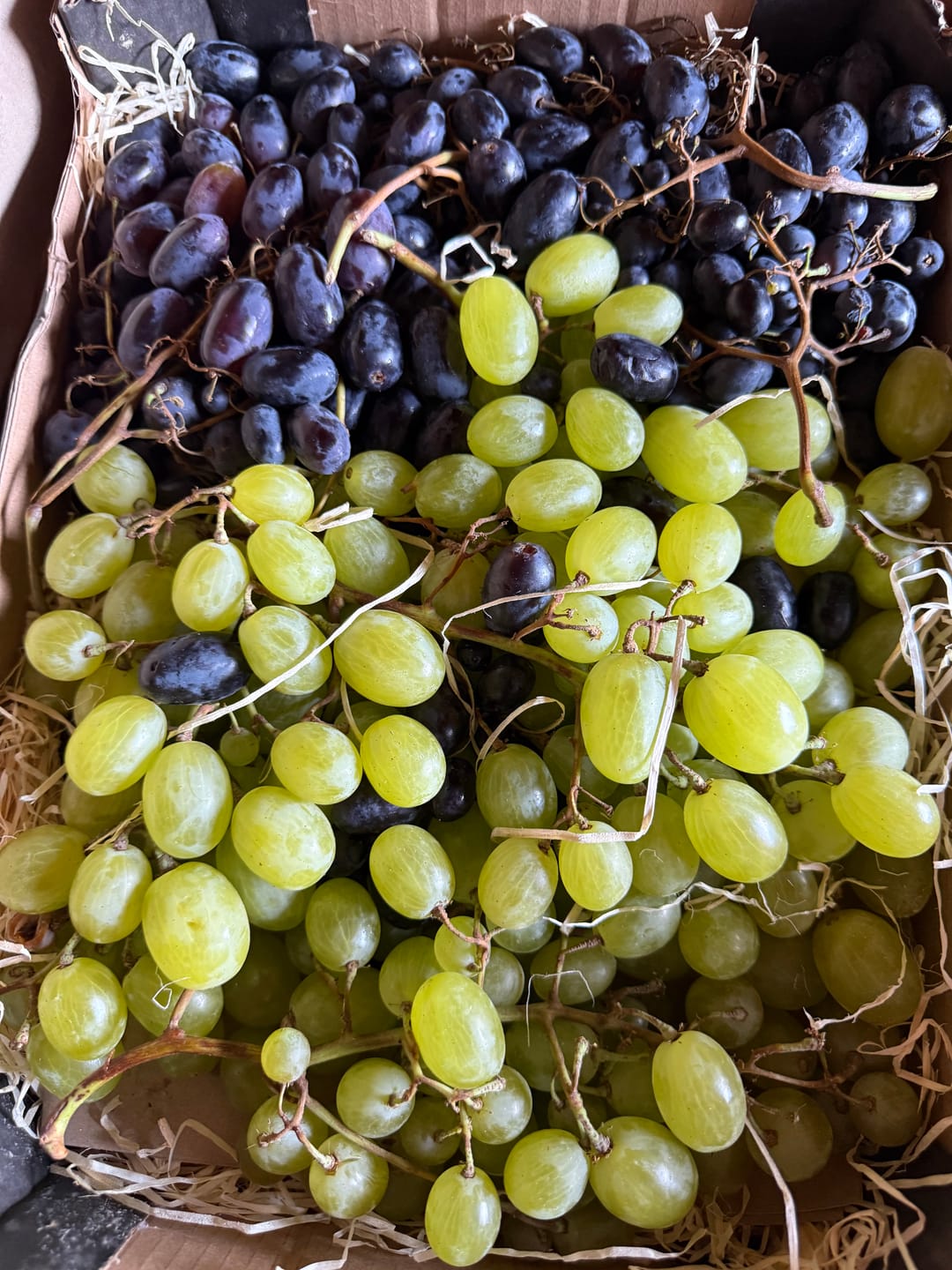 Customer photo review of Trauben Mix mit Kern Bio von Elisa aus Sizilien