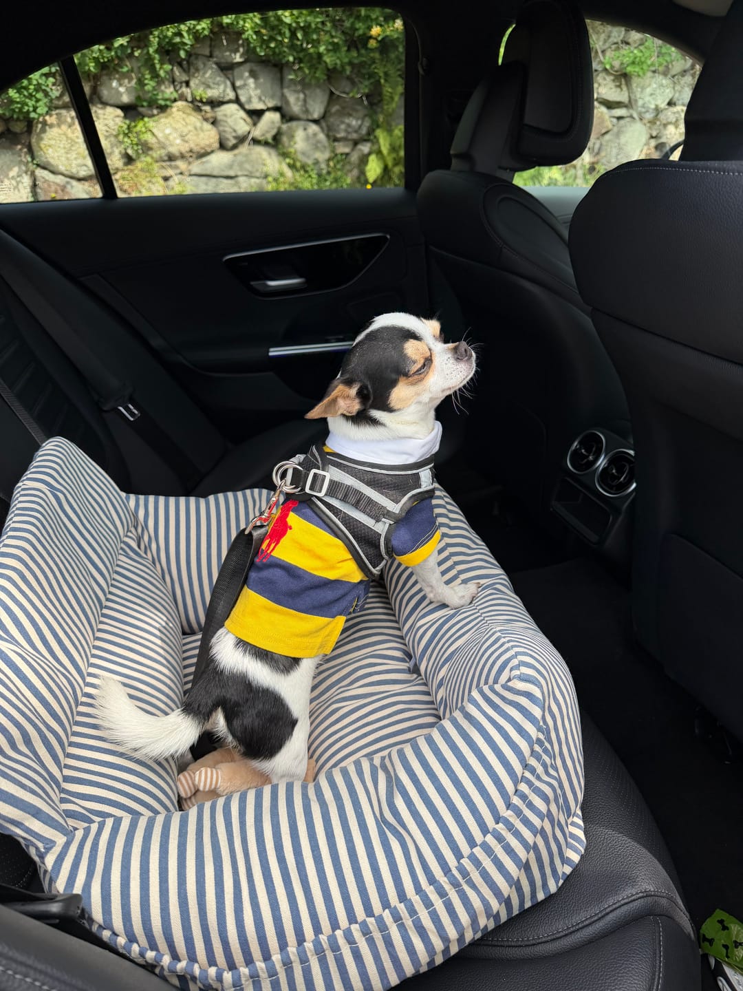 Customer photo review of Polo Ralph Lauren Dog Rugby Shirt | Designer Pet Apparel