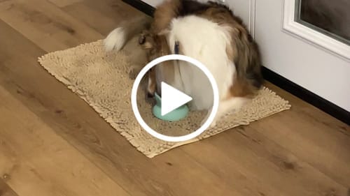 Customer photo review of Freezflower Cup -  Frozen Treat Cup for Calm, Happy Dogs