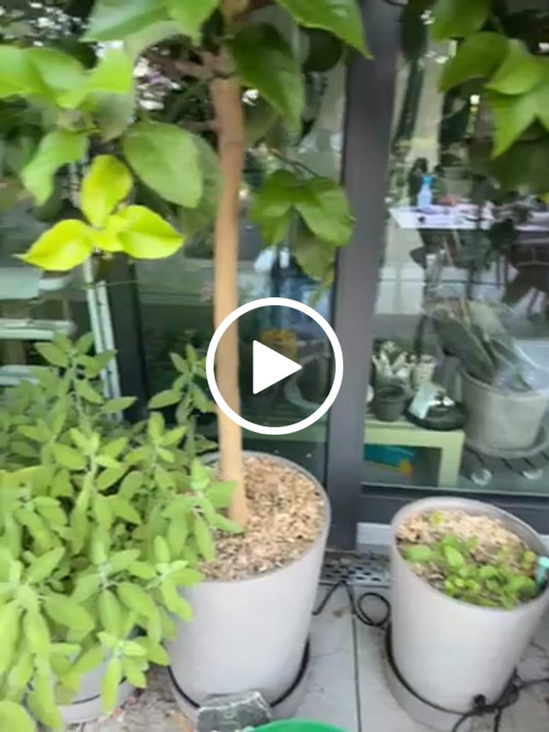 Customer video review of Boum Pflanzenerde 15 L inkl. Mulch