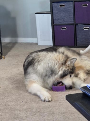 Customer photo review of FreezHeart - Durable Heart Enrichment Chew