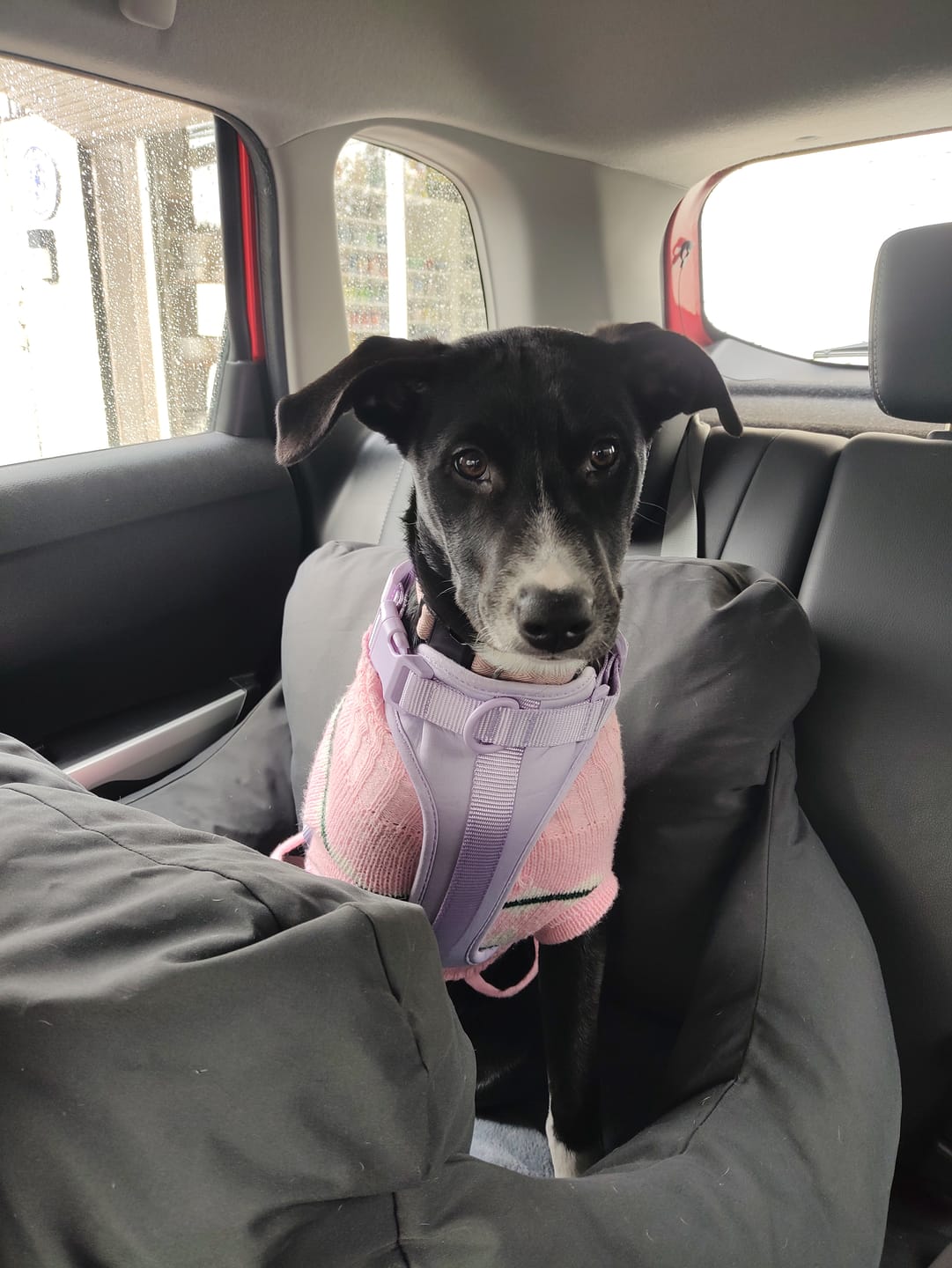 Customer photo review of Asiento Primera Clase THE DOGS — Viajes seguros y cómodos