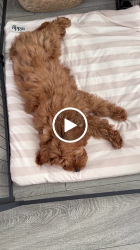 Customer video review of Summer Breeze Cooling Mat