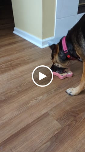 Customer photo review of FreezStar - Long-Lasting Star Chew