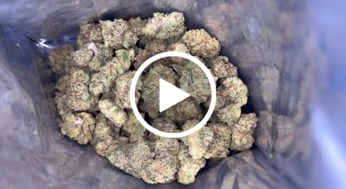 Customer video review of Light Assist THCA Smalls