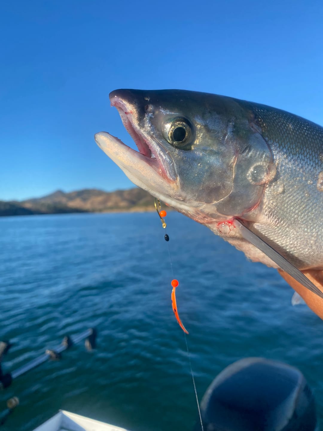 Customer photo review of T-Pex - 1 Inch Kokanee & Trout Trolling Lure