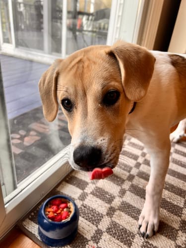 Customer photo review of Freezball - Durable Fillable Dog Chew Bone