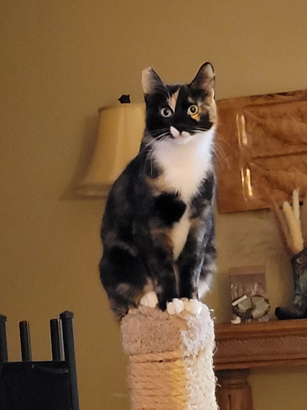 Customer photo review of GCP Flea & Tick Natural Defense for Cats - 100 Soft Chews