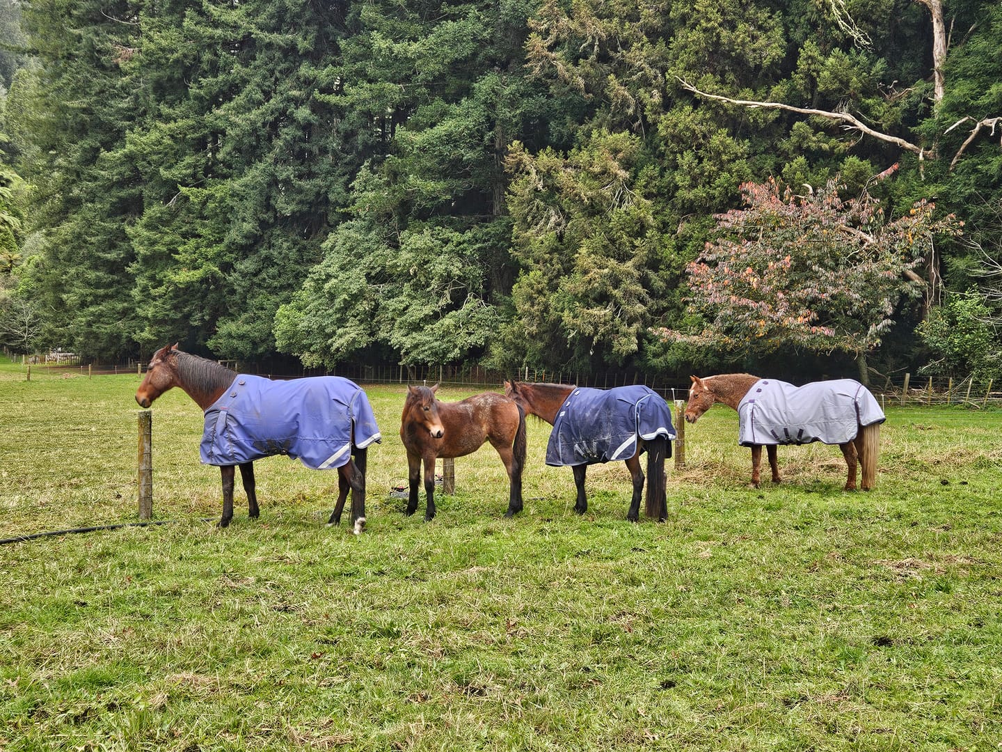 Customer photo review of LE Boxter Turnout Ripstop 50g