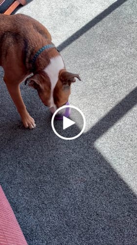 Customer photo review of Freezball - Durable Fillable Dog Chew Bone