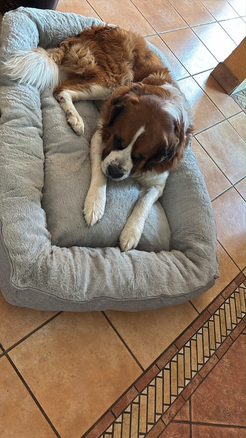 Customer photo review of Cama Sofá para Perros