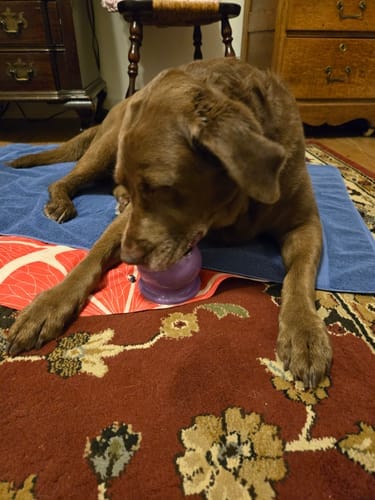 Customer photo review of Freezstick - Indestructible Enrichment Chew