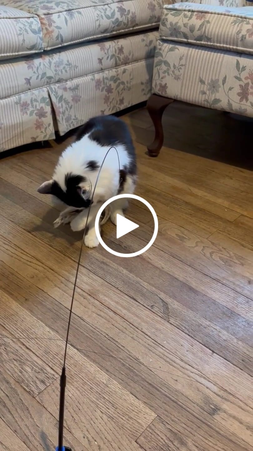 Customer video review of Simulated Bird Wand Cat Toy