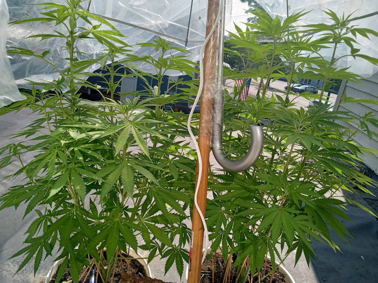 Customer photo review of Heavy OG - Minis - 28 Grams - Indica