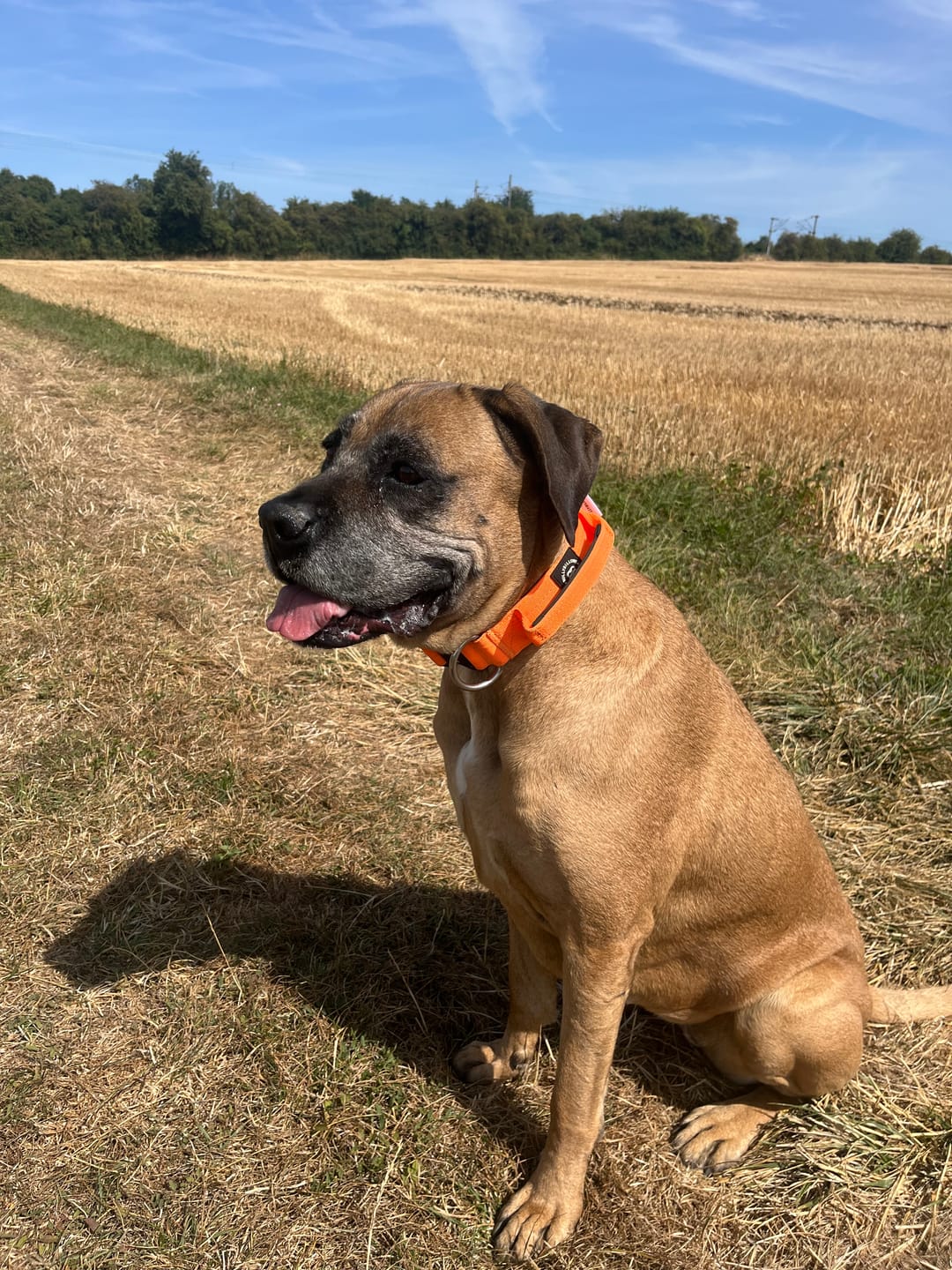 Customer photo review of 4cm Combat® Collar | With Handle & Secure Clip - Orange