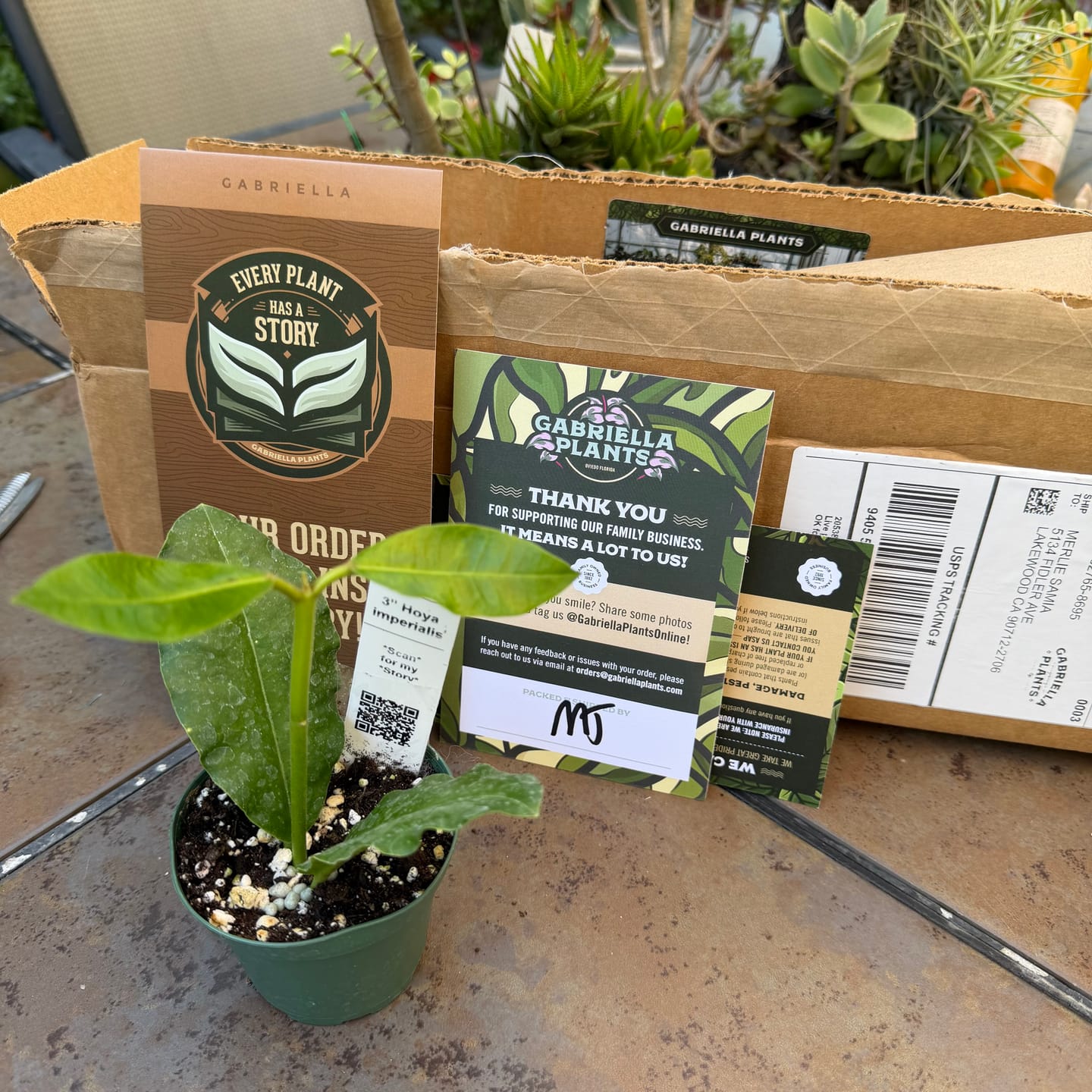 Customer photo review of Hoya imperialis