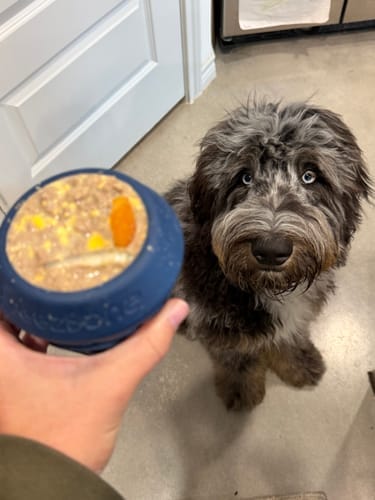 Customer photo review of FreezCone – The Ice-Cream–Shaped Enrichment Dogs Can’t Put Down