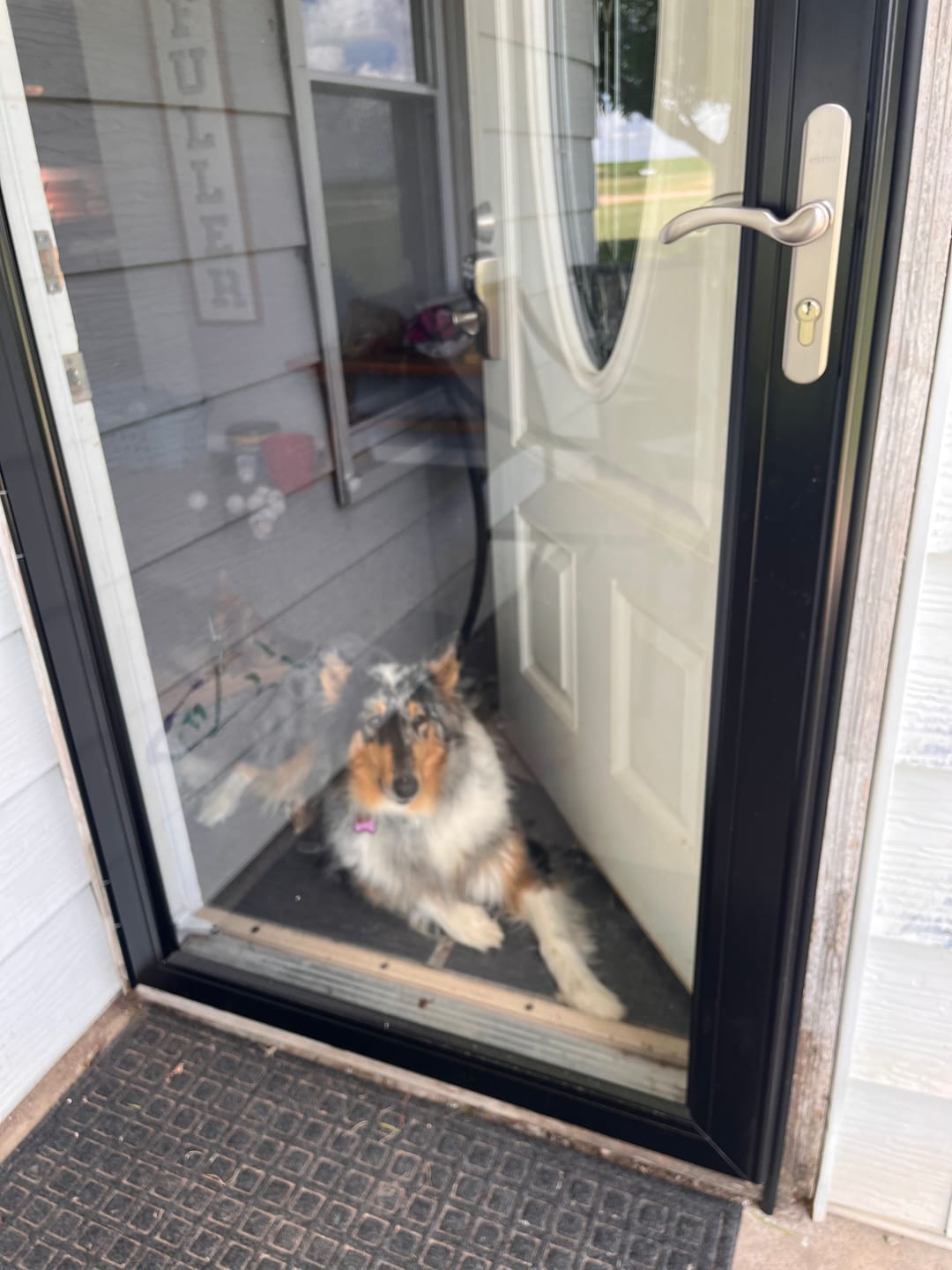 Customer photo review of PawTronic Pro Series 2 - Wireless GPS Dog Fence