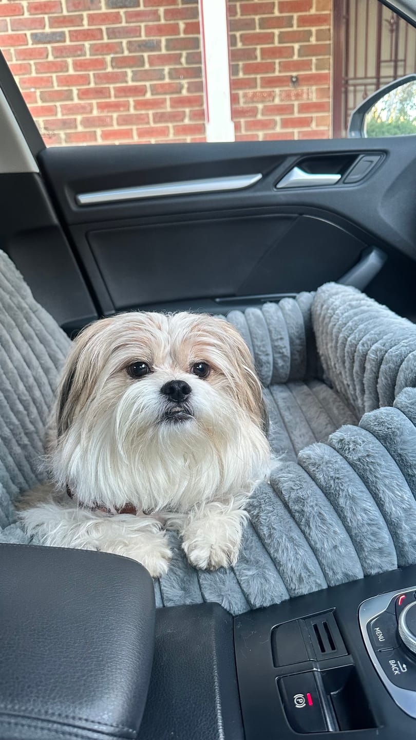Customer photo review of Dog Car Seat Booster Portable Travel Safety Cosy Pet Bed Washable Non Slip
