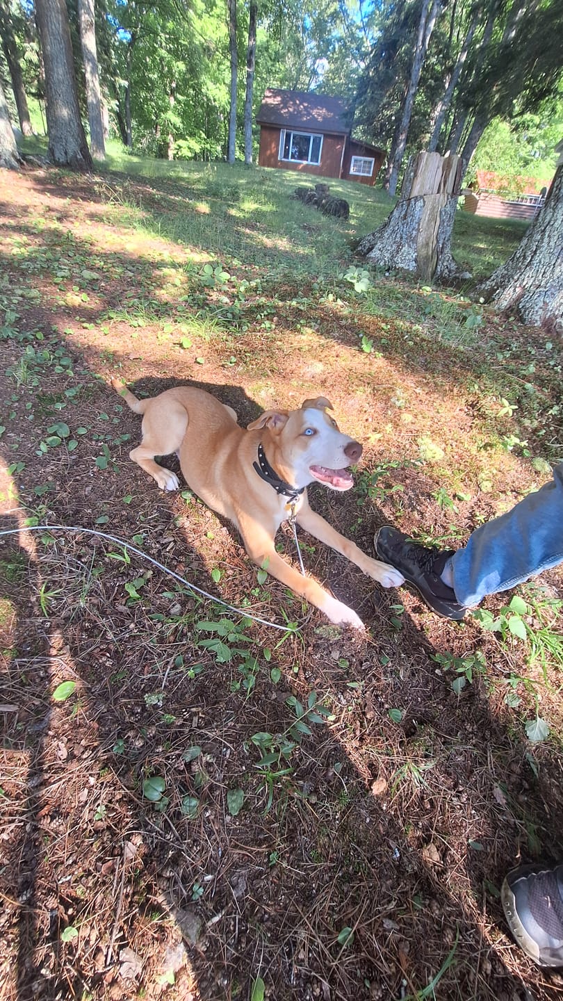 Customer photo review of FurLife™ 8 Months Flea and Tick Free