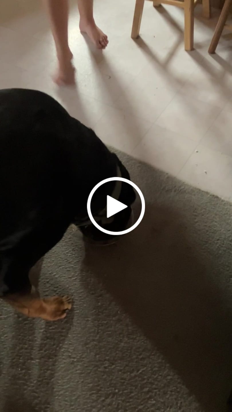 Customer video review of Hemp Oil for Dogs and Cats - 900mg - 1oz