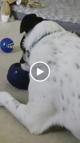 Customer photo review of FreezJumbo™ – Our Biggest & Toughest Enrichment Toy Ever