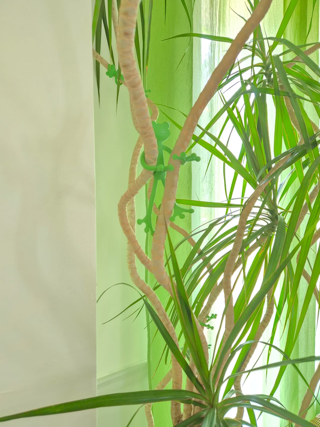 Customer photo review of Mamie Frog®