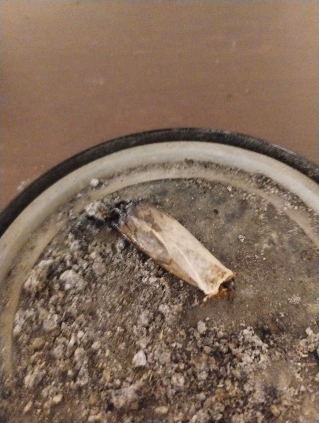 Customer photo review of Purple Kush - 28 Grams - Indica